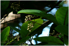 Alseodaphne semecarpifolia var. angustifolia